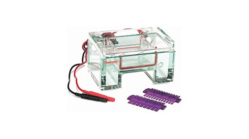 Gel Electrophoresis Reagents and Buffers
