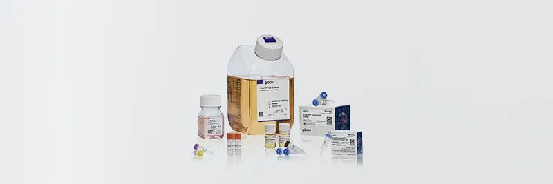 Expresión de proteínas