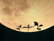 First Plants Grown in Lunar Soil May Lead to Farming in Space
