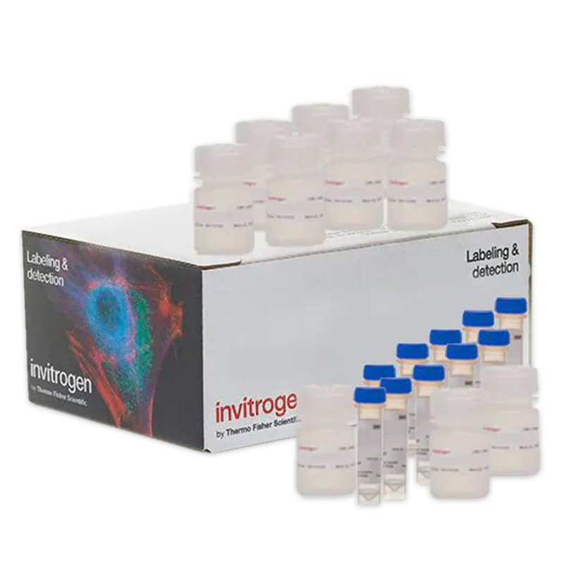 Ensayos de Viabilidad Celular Invitrogen™ CyQUANT™ MTT