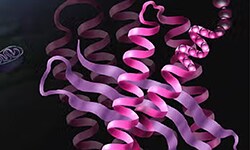 Protein Quantification