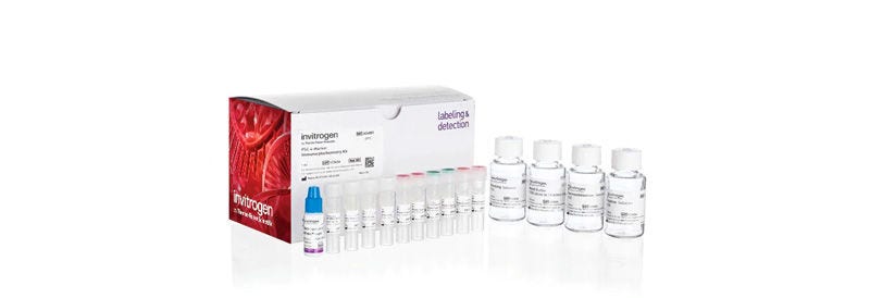 Molecular Probes™ Pluripotent Stem Cell 4-Marker Immunocytochemistry Kit