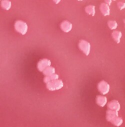 Thermo Scientific™ Culti-Loops™ Escherichia coli ATCC™ 25922™