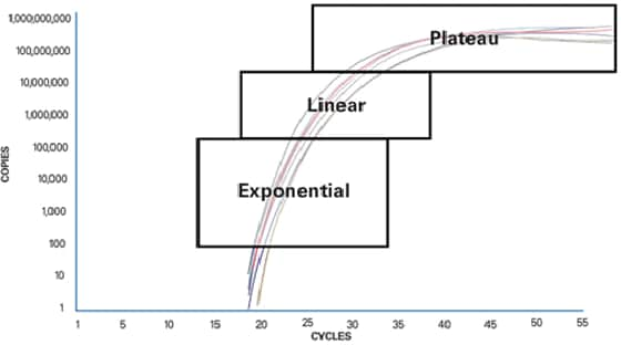 Fases de PCR