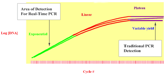 Medidas tradicionales de PCR