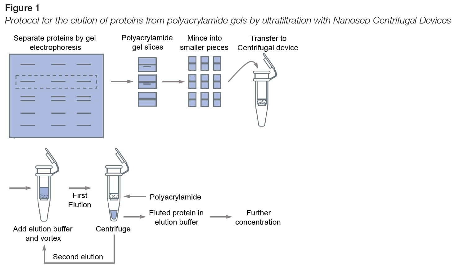 Figura del protocolo para la elución de proteínas