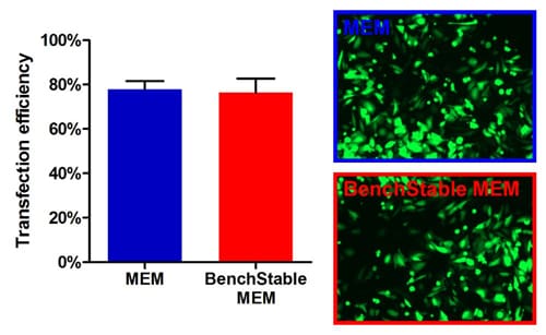 Eficacia de transfección equivalente en cultivos de BenchStable™ Media