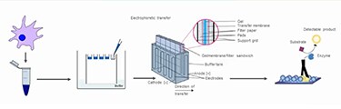 Vídeo: Ilumine sus Western Blots - Consejos, trucos y más sobre Western Blot fluorescente
