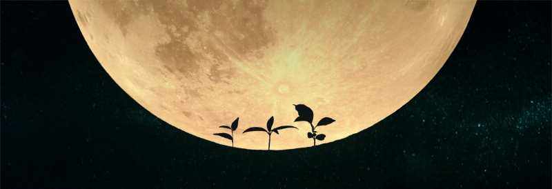 Las primeras plantas cultivadas en tierra lunar pueden abrir paso para la agricultura en el espacio