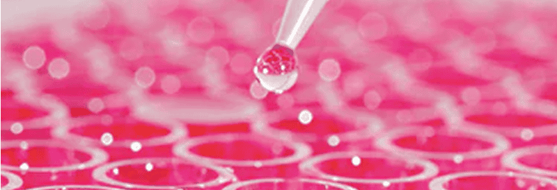 Producción a gran escala de vectores lentivirales mediante transfección transitoria