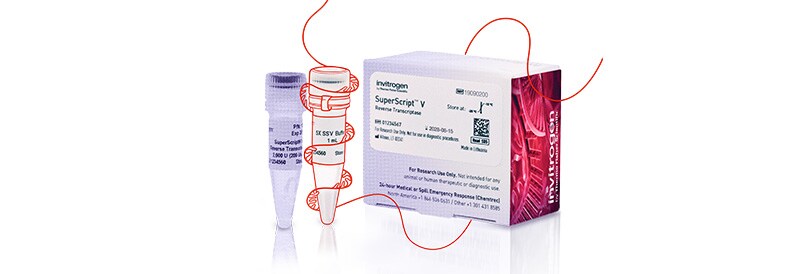 Nueva transcriptasa inversa Invitrogen SuperScript V