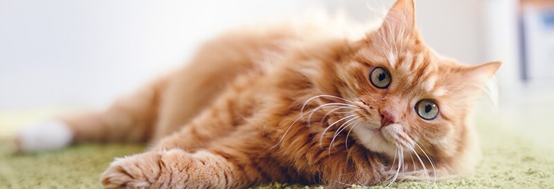 Purr-Plexed No More: How Genes Explain Ginger Cats