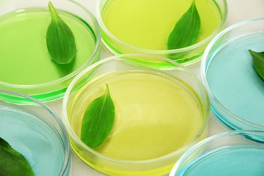 Hojas verdes en cultivos celulares